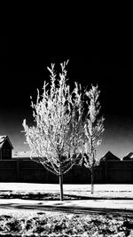 Illuminated tree by snow against sky at night