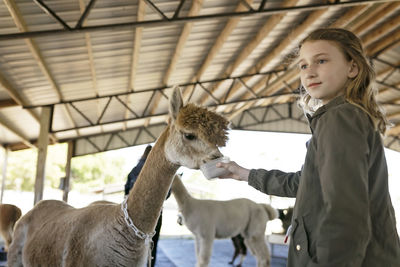 Girl hand feeding huachaya alpaca at alpaca farm in barn