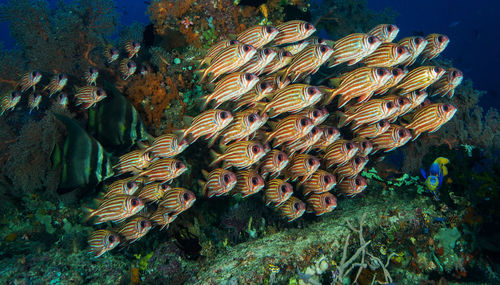 Fishes swimming in sea