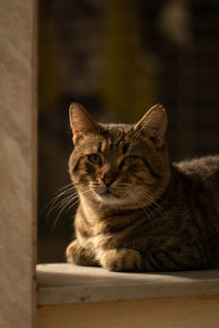 Close-up portrait of a cat