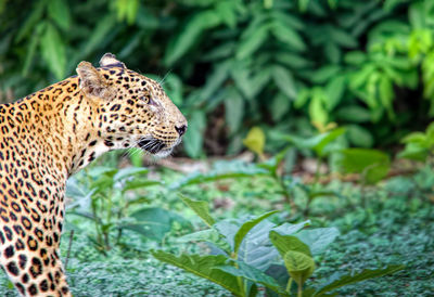 Leopard in jungle of indian wildlife sanctuary