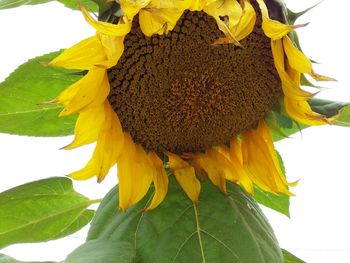 Close-up of sunflower on plant