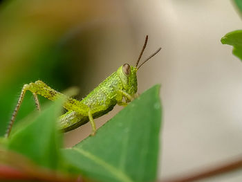 Close-up of insect on leaf