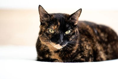 Close-up portrait of black cat