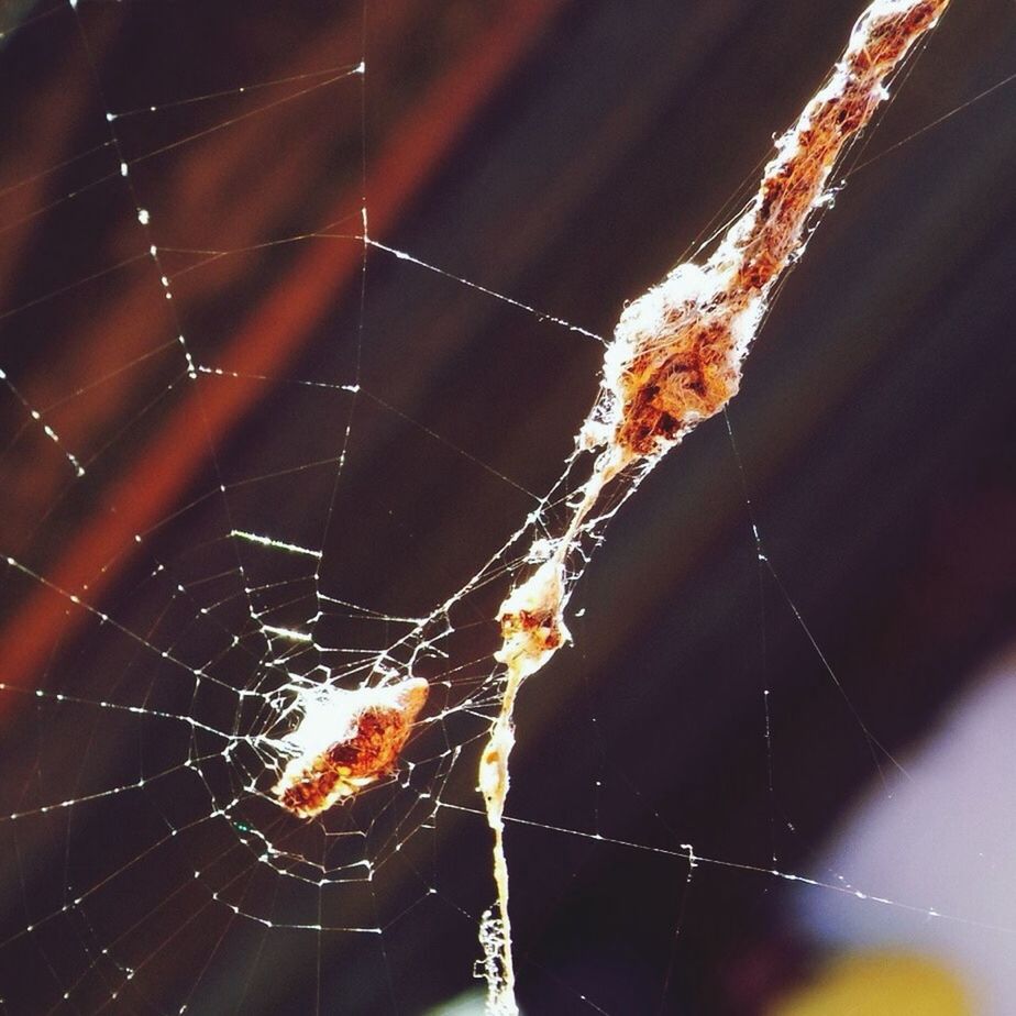 spider web, spider, animal themes, insect, close-up, one animal, focus on foreground, animals in the wild, natural pattern, wildlife, complexity, fragility, nature, outdoors, no people, drop, pattern, day, web