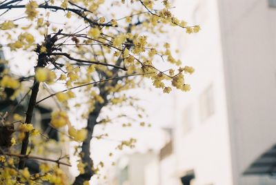 Close-up of flower on tree