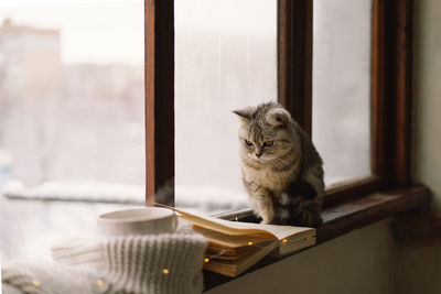 Grey cat sitting on the windowsill and cup of hot tea and an open book with a sweater on windowsill