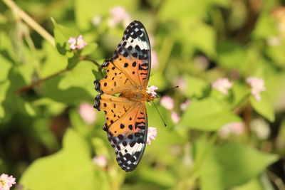 Close-up of butterfly on leaf