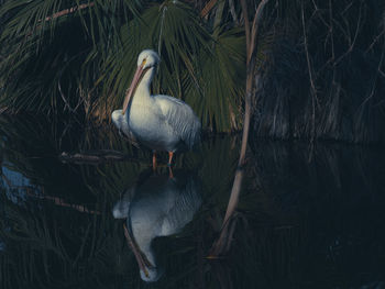 Bird perching on a lake