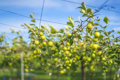 Low angle view of fruits growing on tree