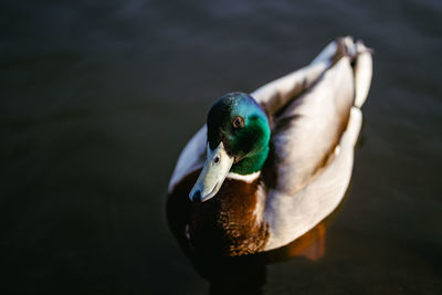 Close-up of duck in lake