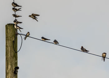 Low angle view of birds perching on cable