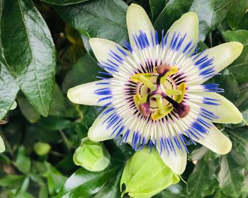 Close-up of purple flower in bloom