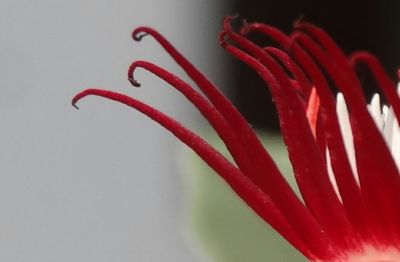 Close-up of red flowers