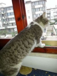 Cat looking through window