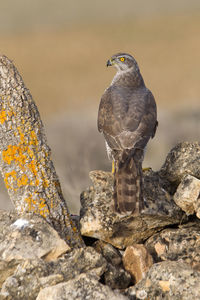 Bird perching on rock