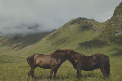 Horses in a field