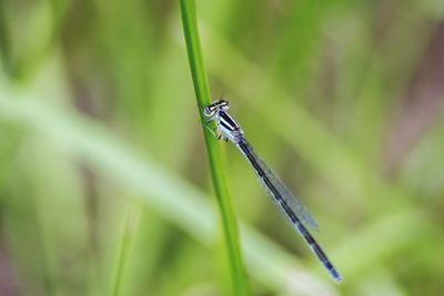 Close-up of insect on grass