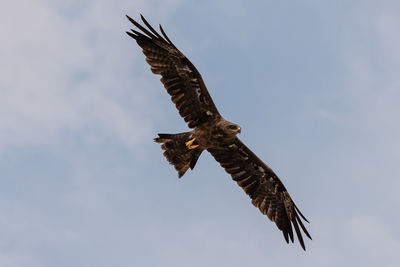 Low angle view of eagle flying in sky