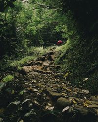 Man amidst plants in forest