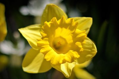 Close-up of yellow flower