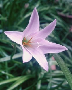 Close-up of pink flower