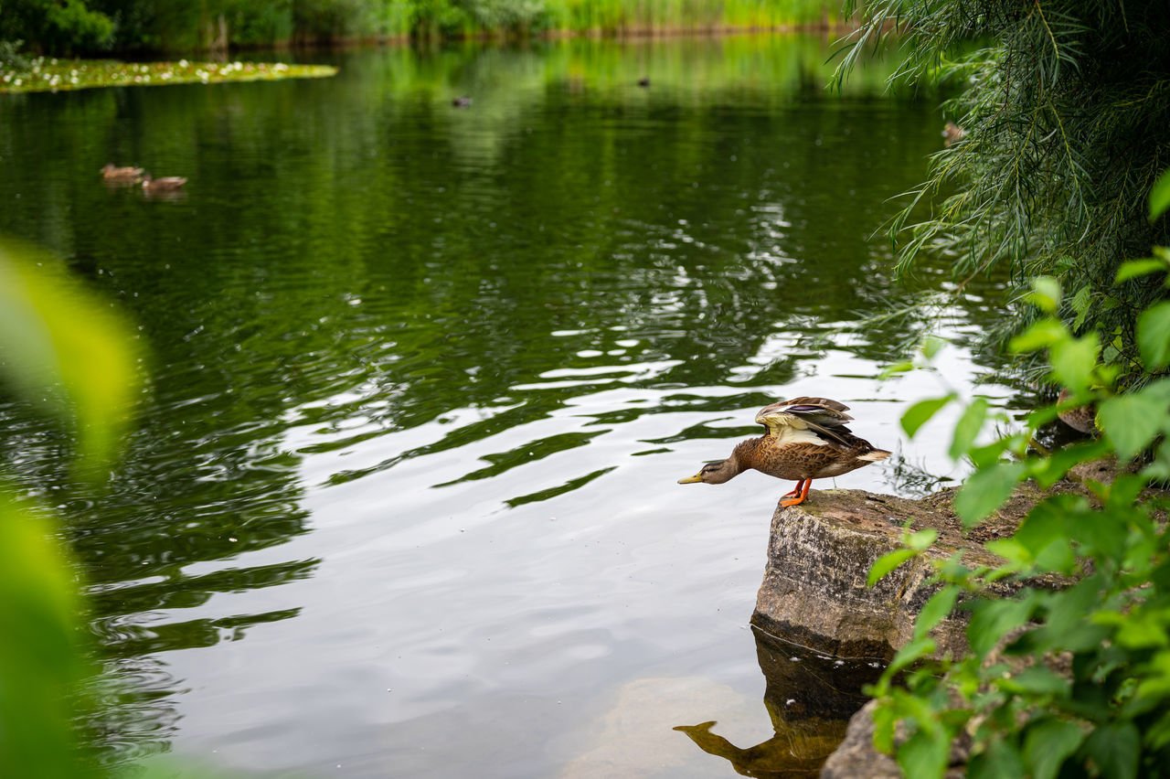 DUCKS SWIMMING IN A LAKE