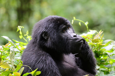 Close-up of gorilla