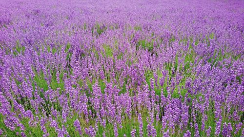 Full frame shot of pink flowers blooming in field