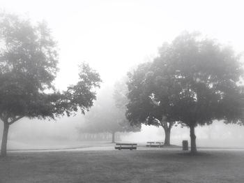 Trees in fog