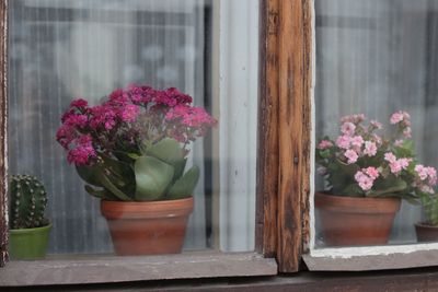 Close-up of potted plant on glass window