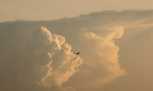 Low angle view of birds flying in sky