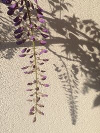 Close-up of floral pattern