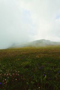 Scenic view of grassy field against sky