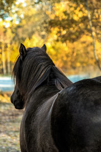 Close-up of horse standing against trees