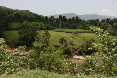 Scenic view of field against clear sky