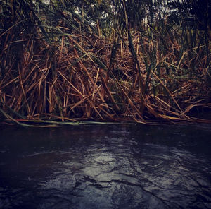 Scenic view of river in forest