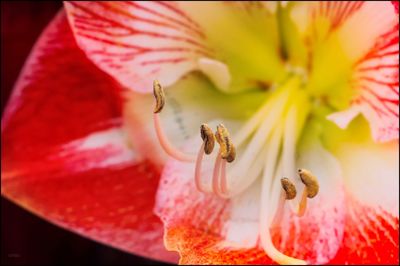 Close-up of insect on flower