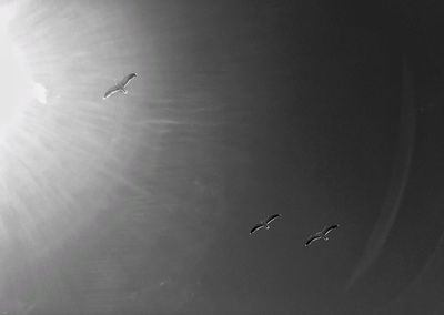 Low angle view of seagulls flying against clear sky