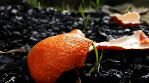 Close-up of mushrooms