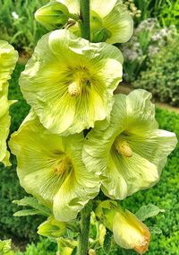 Close-up of flower blooming outdoors