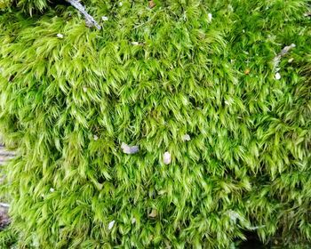 Full frame shot of green plants