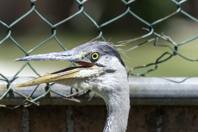 Close-up of a bird looking through chainlink fence