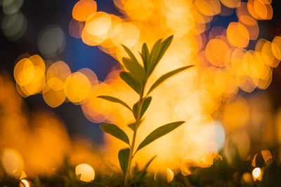 Close-up of yellow flowers