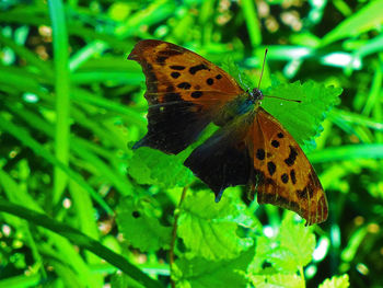 Close-up of butterfly on leaf