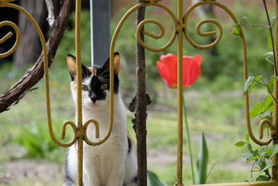 Portrait of cat by railing