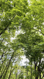 Low angle view of trees in forest