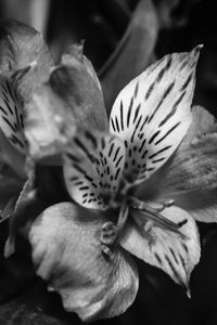 Close-up of flowers