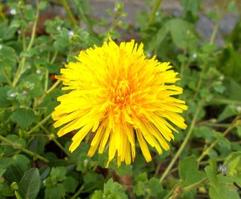 Close-up of yellow flowering plant