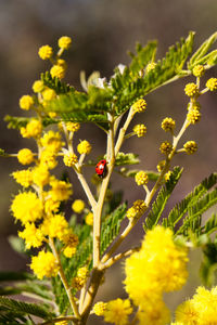 Close-up of ladybug on yellow flower